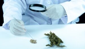Cannabinoids and Their Medical Uses A Complete Guide